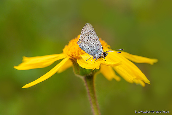 The best of 2023, Bart Fotografie-094