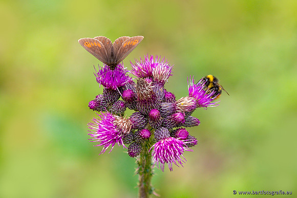 The best of 2023, Bart Fotografie-099