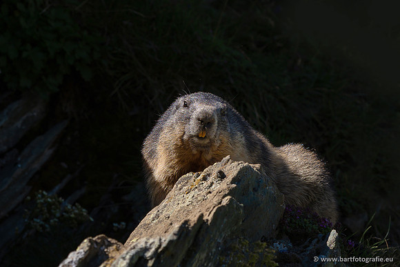 The best of 2023, Bart Fotografie-105