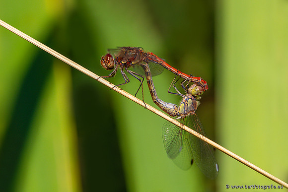 The best of 2023, Bart Fotografie-128