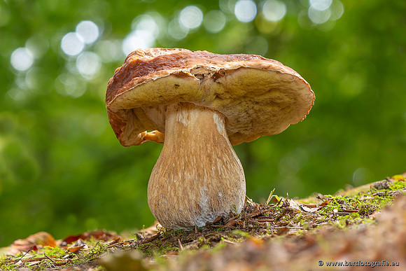The best of 2023, Bart Fotografie-137
