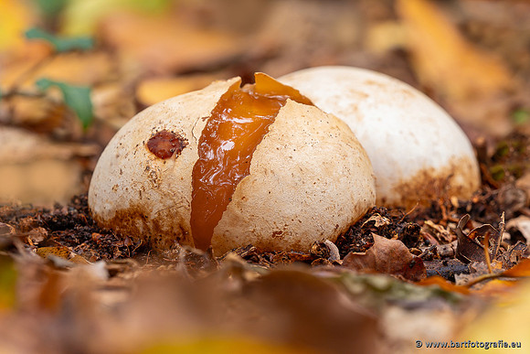 The best of 2023, Bart Fotografie-148