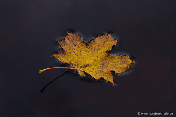 The best of 2023, Bart Fotografie-154