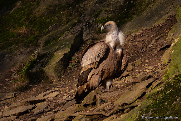 The best of 2023, Bart Fotografie-171