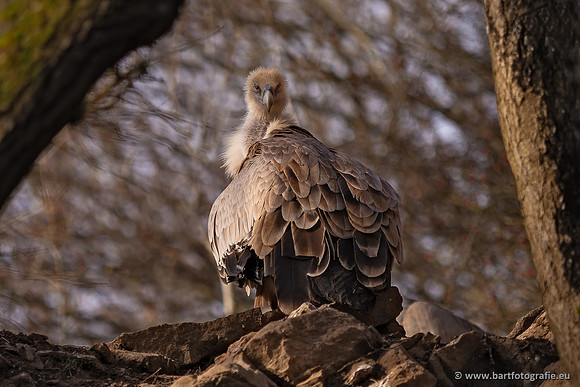 The best of 2023, Bart Fotografie-172