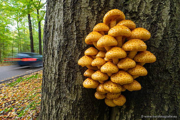 The best of 2023, Bart Fotografie-146