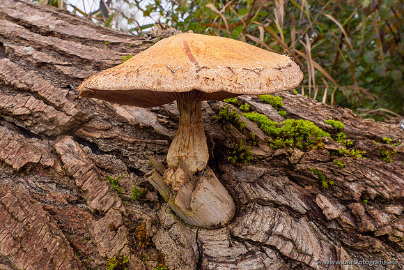 Paddenstoelen 2024-108