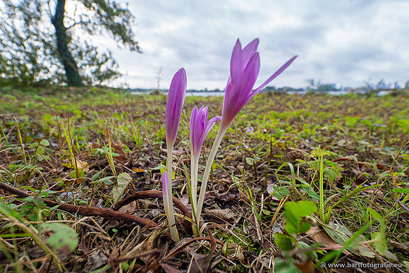 Bloemen en Planten Bart Fotografie-1417