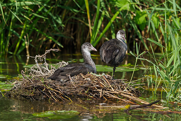 Friesland augustus 2019, Bart Fotografie-032