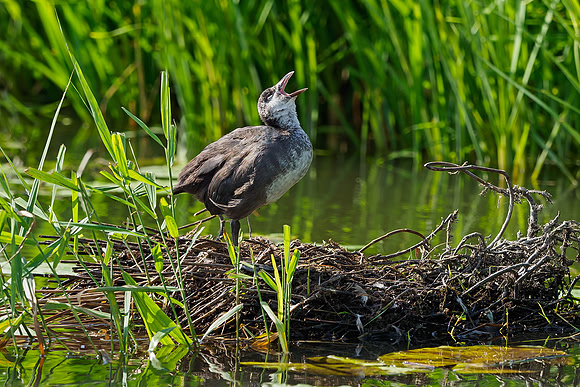 Friesland augustus 2019, Bart Fotografie-033