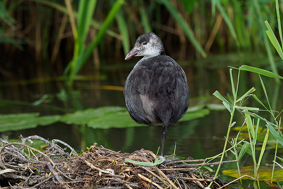 Friesland augustus 2019, Bart Fotografie-034