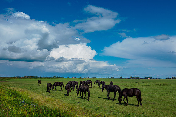 Friesland augustus 2019, Bart Fotografie-079