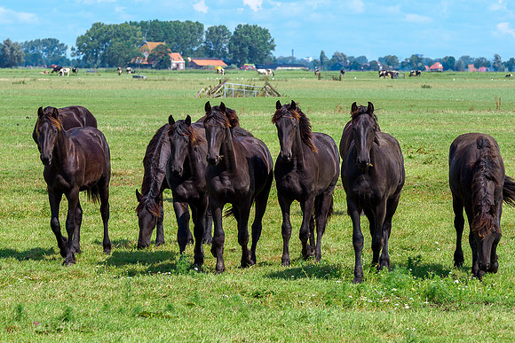 Friesland augustus 2019, Bart Fotografie-083