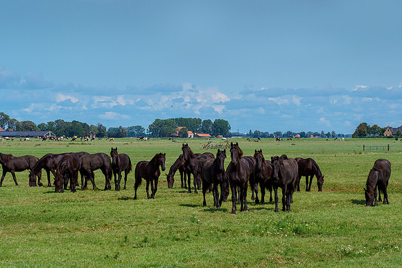 Friesland augustus 2019, Bart Fotografie-082