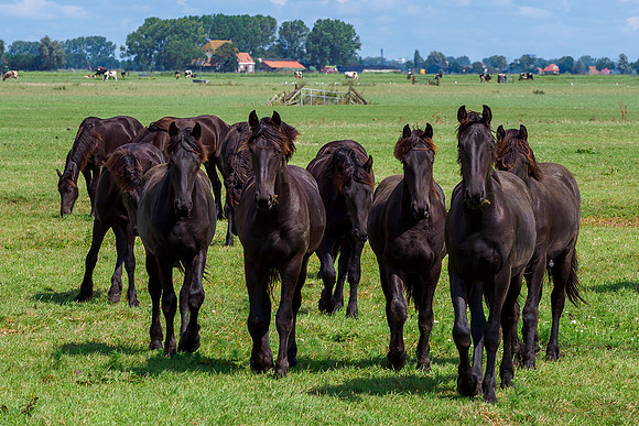Friesland augustus 2019, Bart Fotografie-084