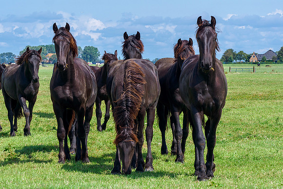 Friesland augustus 2019, Bart Fotografie-086