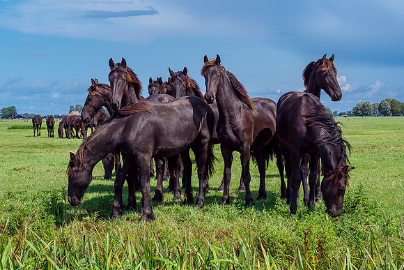 Friesland augustus 2019, Bart Fotografie-088