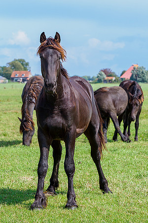 Friesland augustus 2019, Bart Fotografie-090