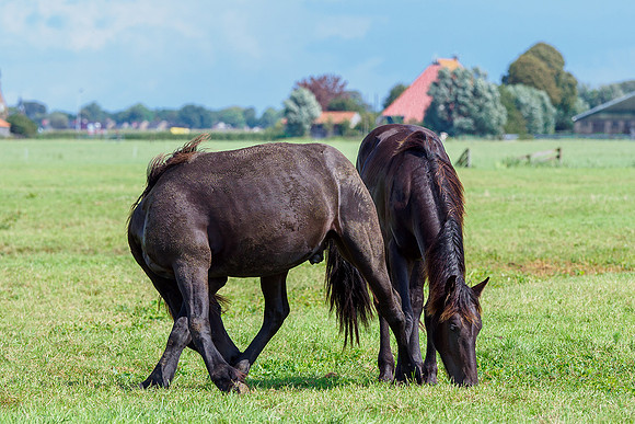 Friesland augustus 2019, Bart Fotografie-091
