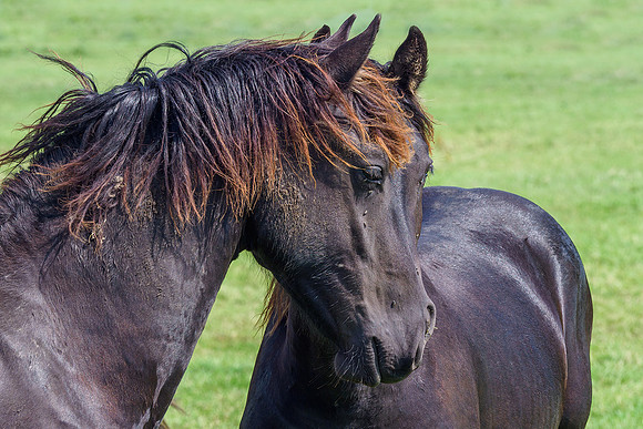 Friesland augustus 2019, Bart Fotografie-092