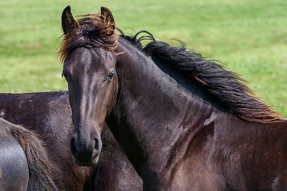 Friesland augustus 2019, Bart Fotografie-093