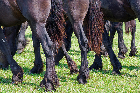 Friesland augustus 2019, Bart Fotografie-094