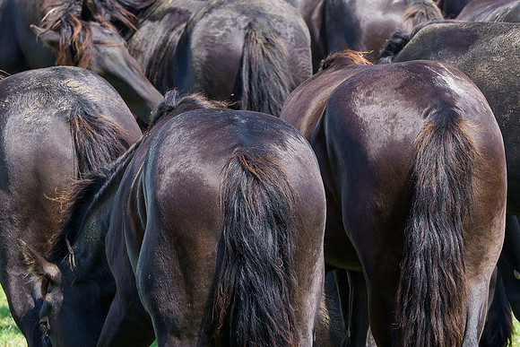 Friesland augustus 2019, Bart Fotografie-099