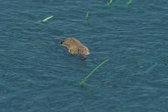 Friesland augustus 2019, Bart Fotografie-149