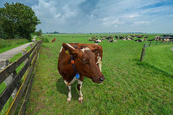 Friesland augustus 2019, Bart Fotografie-150