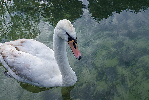 Oostenrijk, augustus 2019, Bart Fotografie-008