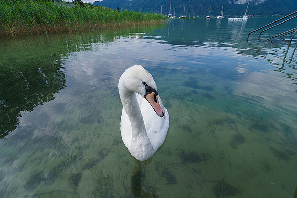 Oostenrijk, augustus 2019, Bart Fotografie-009