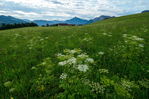 Oostenrijk, augustus 2019, Bart Fotografie-037