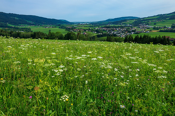 Oostenrijk, augustus 2019, Bart Fotografie-039