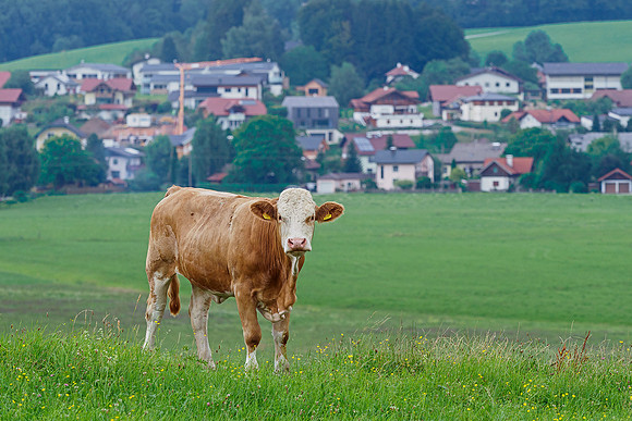 Oostenrijk, augustus 2019, Bart Fotografie-043