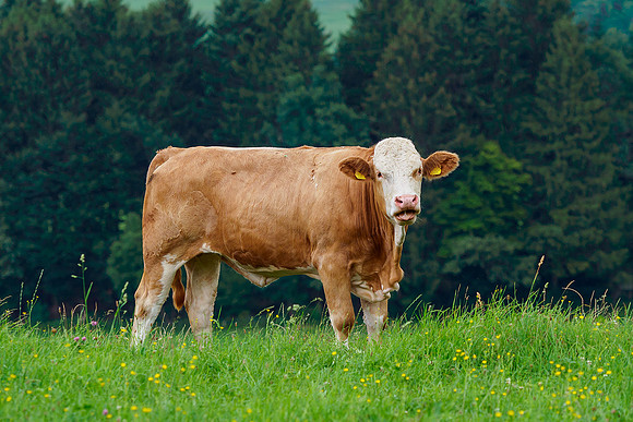 Oostenrijk, augustus 2019, Bart Fotografie-044