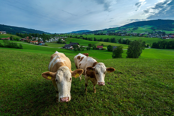 Oostenrijk, augustus 2019, Bart Fotografie-046