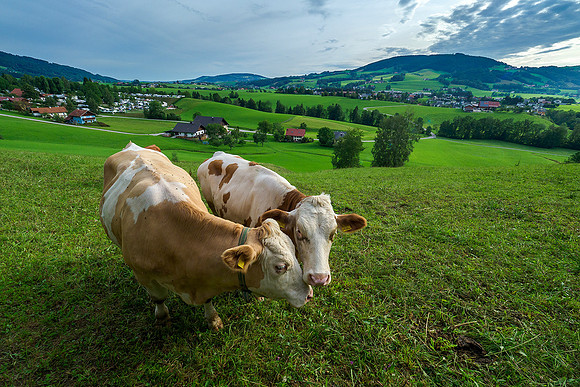Oostenrijk, augustus 2019, Bart Fotografie-047
