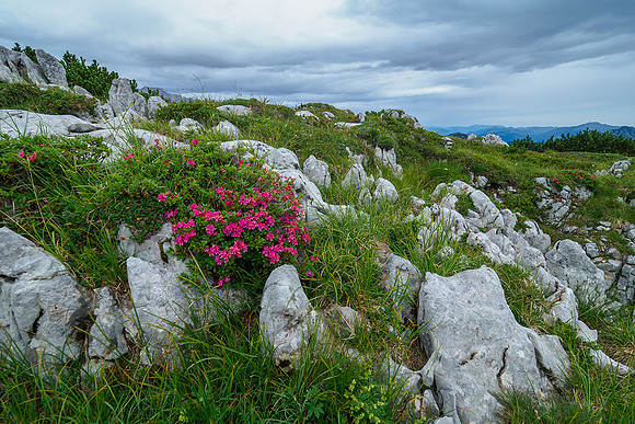Oostenrijk, augustus 2019, Bart Fotografie-119