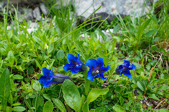 Oostenrijk, augustus 2019, Bart Fotografie-121