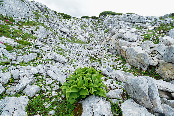 Oostenrijk, augustus 2019, Bart Fotografie-123