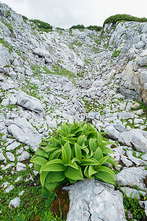 Oostenrijk, augustus 2019, Bart Fotografie-124