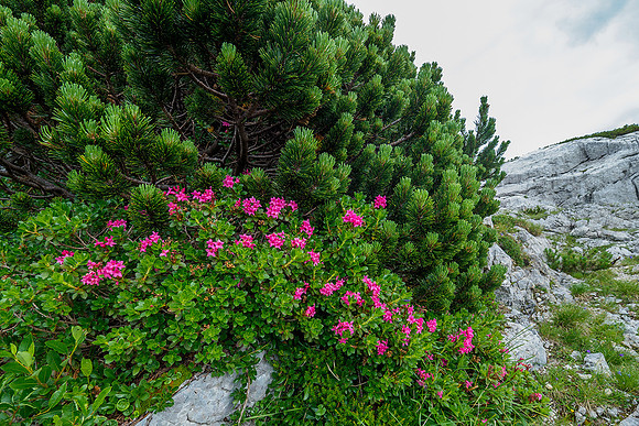 Oostenrijk, augustus 2019, Bart Fotografie-126