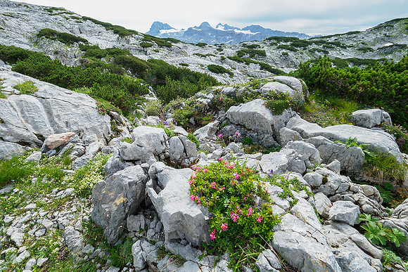 Oostenrijk, augustus 2019, Bart Fotografie-144