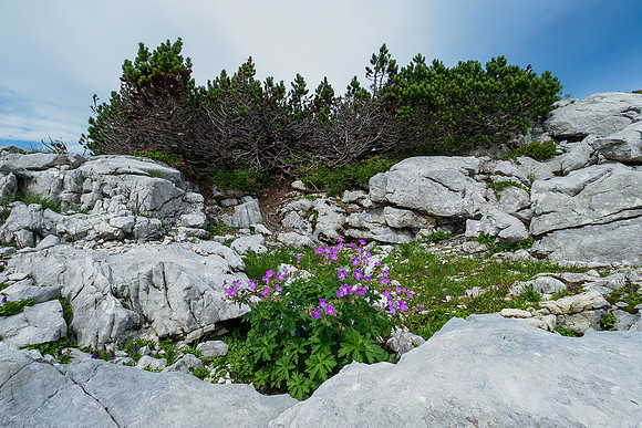 Oostenrijk, augustus 2019, Bart Fotografie-147