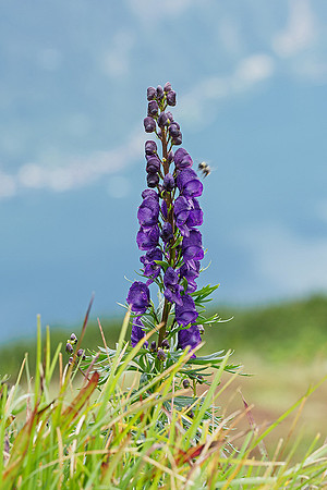 Oostenrijk, augustus 2019, Bart Fotografie-150