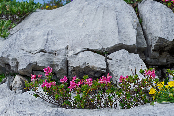 Oostenrijk, augustus 2019, Bart Fotografie-157