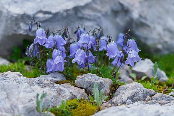 Oostenrijk, augustus 2019, Bart Fotografie-159