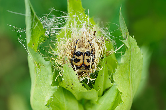 Oostenrijk, augustus 2019, Bart Fotografie-166
