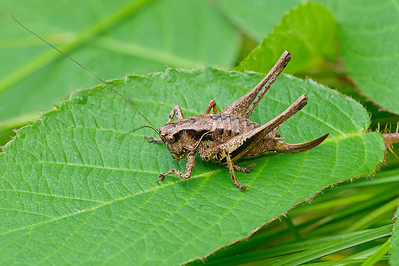Oostenrijk, augustus 2019, Bart Fotografie-176
