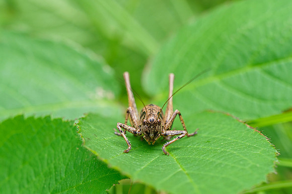 Oostenrijk, augustus 2019, Bart Fotografie-177